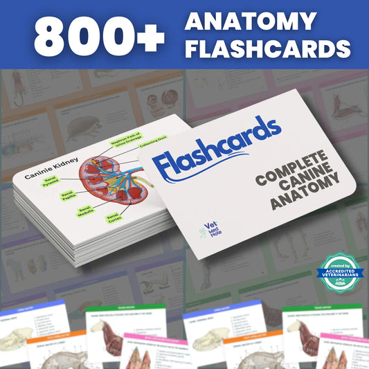 Vet Anatomy Flashcard